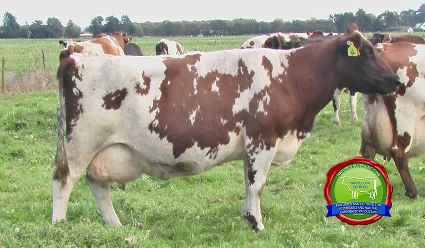 Valendale International – Dam pictured at 9 y.o.