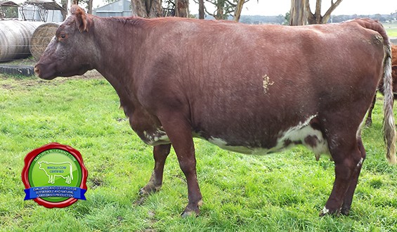 Super Dairy Shorthorn Cow