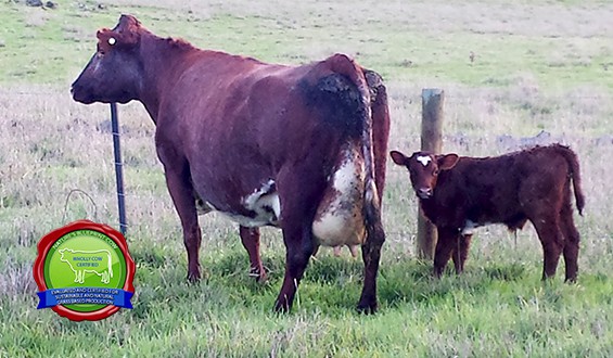 Super Dairy Shorthorn Cow 2