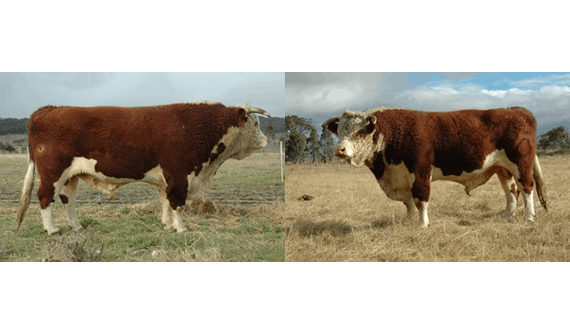 8 y.o. Pure English Hereford Bull